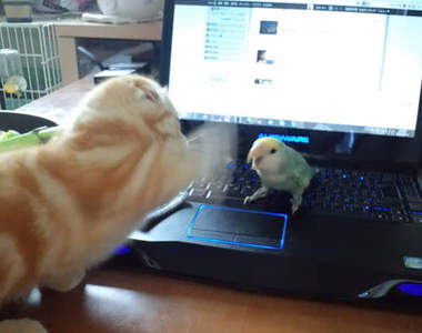 《鸚鵡與貓咪》意外感情超好的...ㄜ感情應該是不錯的吧（動搖）