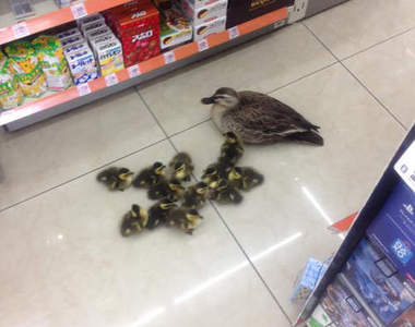 《鴨鴨母子出沒》便利商店的可愛稀客♥