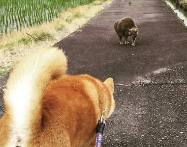 《柴犬 VS. 好像很強的貓》畫面有趣到都能出周邊了www