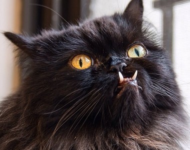 《獠牙野獸貓》但人家可是可愛的怪獸卡車公主唷 ( ´･ω･)