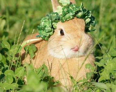 《超萌兔子顏藝》揉一揉就變臉給你看 (・ × ・)