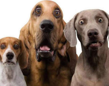 《動物嚇一跳》是看到什麼有必要嚇成這樣嗎？