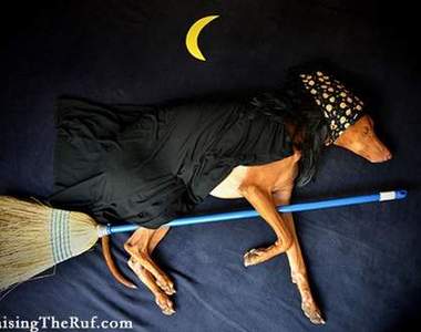 《狗狗冒險照》這次天馬行空的創意來到汪星人身上♥