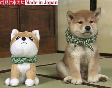 《柴犬+領巾》破壞力驚人的組合 你有辦法招架嗎(。✪0✪。)