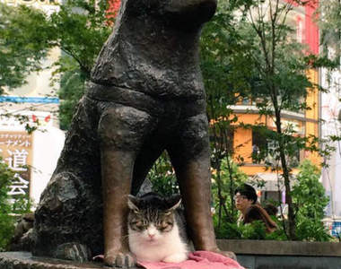 涉谷《忠犬八公下的貓咪》又再次牽扯出動物虐待問題