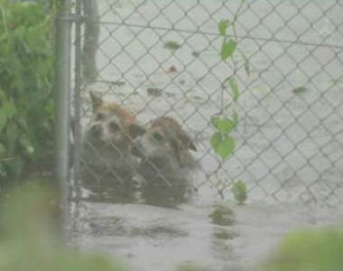 《日本鬼怒川水災》兩隻狗被洪水沖走的下場是……