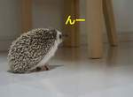 《家中散步》小型動物專屬的可愛安全散步行程 《家中散步》小型動物專屬的可愛安全散步行程