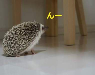 《家中散步》小型動物專屬的可愛安全散步行程