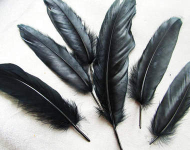 《都市傳傳說》無法擺脫的黑色羽毛