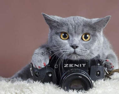 《當動物遇到相機》這是什麼？能吃嗎（咬）