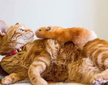 動物家族《貓與倉鼠》為什麼會有種儲備糧食的感覺XD