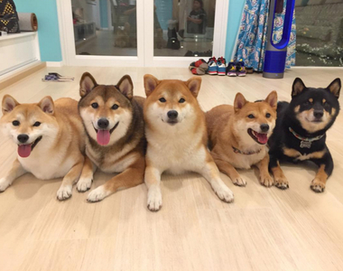 《柴犬的魅力》柴柴的我行我素就是最大萌點♡