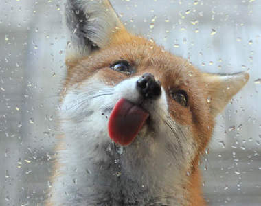 超可愛《動物舔玻璃瞬間》好吃嗎?讓我來舔舔看先~:P