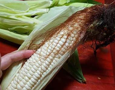 《玉米鬚的真正功用》玉米鬚不拿來煮那能做啥?