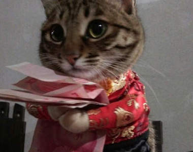 《喵星人要紅包》不用幫我存銀行～我可以自己保管XD