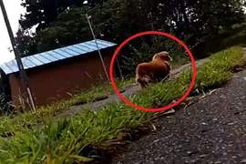 推特話題《主人倒地後的狗狗反應》孩子你怎麼就這樣拋下我惹( ´•̥̥̥ω•̥̥̥` )