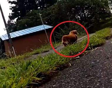 推特話題《主人倒地後的狗狗反應》孩子你怎麼就這樣拋下我惹( ´•̥̥̥ω•̥̥̥` )