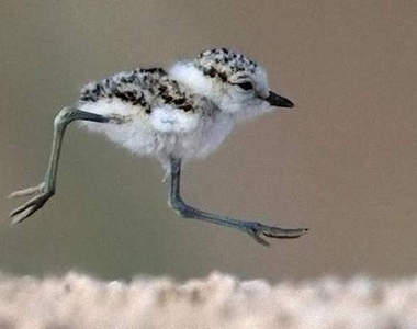 超可愛《東方環頸鴴》小寶寶　一團棉花插兩根樹枝腿www