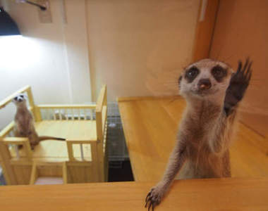 日本《狐獴咖啡廳》不同於貓貓狗狗的全新療癒空間♥