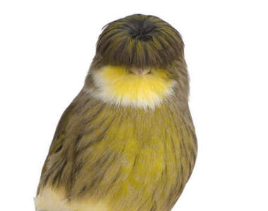 這唯妙的髮型《馬桶蓋金絲雀》有種復古的搖滾味道ww