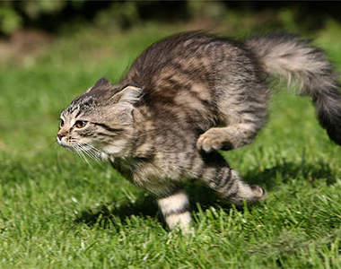 《解便嗨》貓咪上完廁所爆衝出砂盆到底是為什麼！？