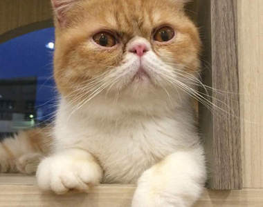 《印尼貓咖啡店》一邊飲嘎逼還可以跟貓玩也太療癒惹