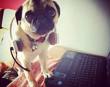 國際《帶狗上班日》今天的工作是賣萌？