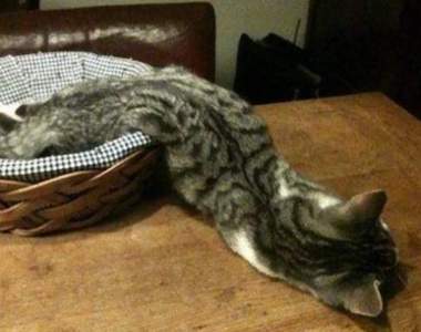 《貓是液體的證據》最軟Q流動好服貼的動物（？）