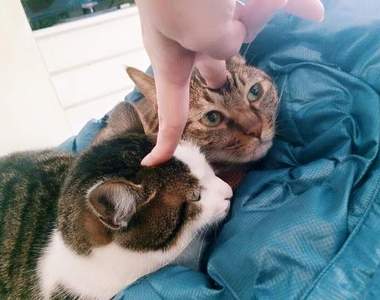 《貓壁咚變化式》壁咚咚咚到貓界！連喵星人都玩到欲罷不能！