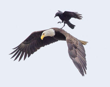 皮在癢《烏鴉抓老鷹》卻出現了超爆笑的意外結局