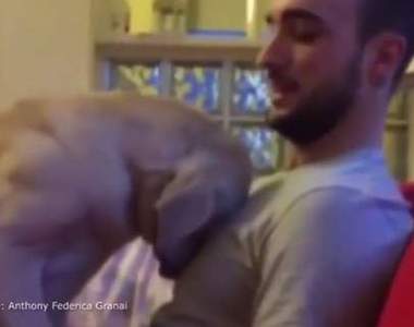 《抱抱求原諒的狗》沒關係不管做了什麼我都原諒你（融化）