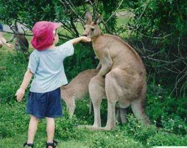 《超乎期望的21個動物園瞬間》剛好看到動物在交配不會很興奮嗎？