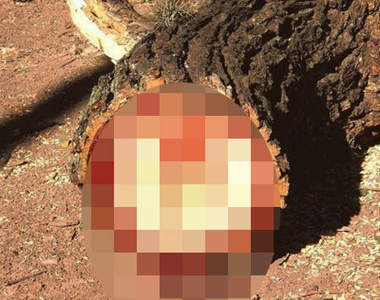 好可怕系列《會流血的樹》鋸斷它的瞬間大家都不敢相信自己的眼睛