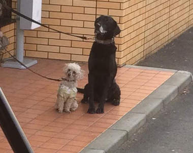 《等主人的狗狗們》主人你們哪時候會出來呢？（搖尾巴）