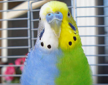 半邊種（Half-Sider）雙色鸚鵡好像左右泡過不同顏料（笑）