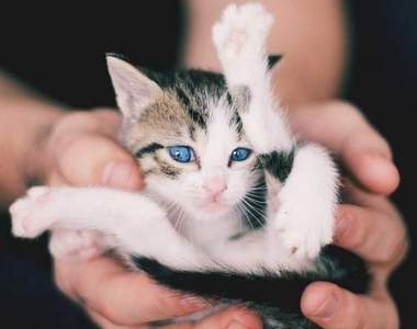 《幼貓的肉球》就算是迷你肉球也很有魅力的ΦωΦ