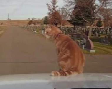 《愛看風景的貓》在車上360度觀賞風景的喵星人