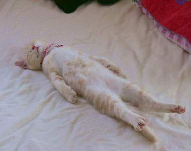 《裝睡貓》被發現做錯事先睡就對了(秒睡)