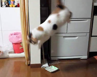 《貓咪害怕小黃瓜的理由》會被嚇到跳起來原來只是因為......