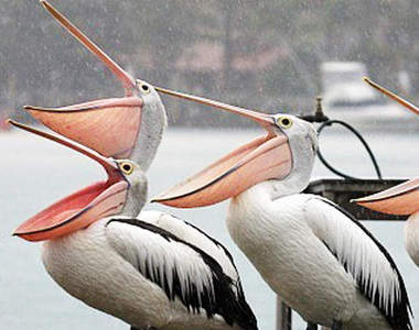 科學教室《下大雨鳥都去哪裡》也有這種呆呆愛淋雨的