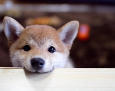 飼主淚推《養狗的好處》多一個家人真心陪伴超幸福♥