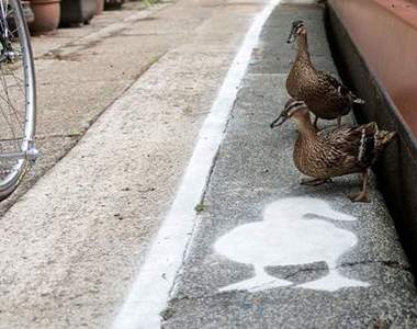 鴨鴨專屬《鴨行道》不是鴨鴨不能通過唷(誤)