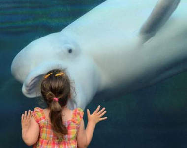 《白鯨喜歡嚇小孩》身為一個大型動物 這麼愛嚇小朋友好嗎XDD