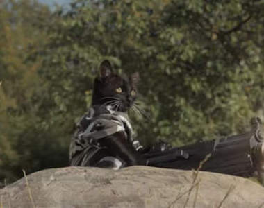 《貓咪大戰殭屍》溫馨治癒與壓力釋放一次滿足！？