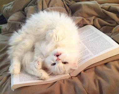 就是不讓你看書《礙事貓》貓奴快去幫我做事