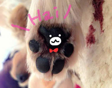 《肉球熊》完全熊熊形狀的肉球　你家毛小孩也有嗎♥