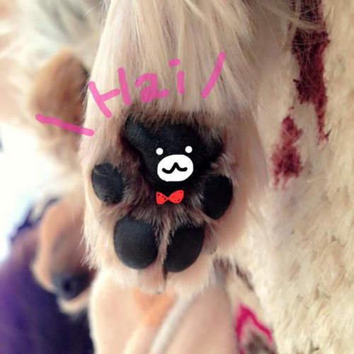 肉球熊 完全熊熊形狀的肉球你家毛小孩也有嗎