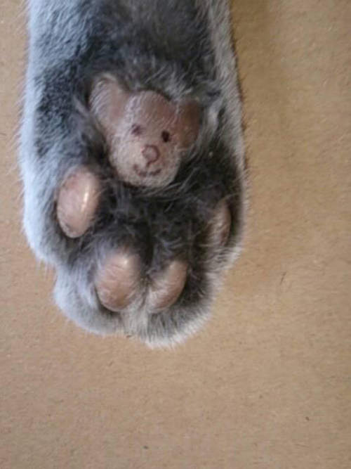 肉球熊 完全熊熊形狀的肉球你家毛小孩也有嗎