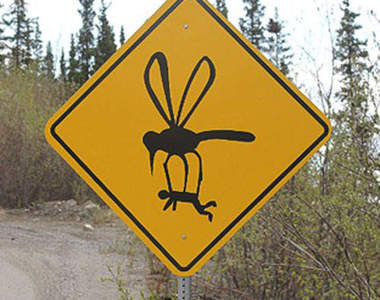 科學教室《為什麼蚊子只叮我》還要告訴你擊退牠的方法