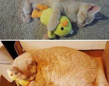 《寵物與玩具》到底誰是誰的玩具呢？（笑）